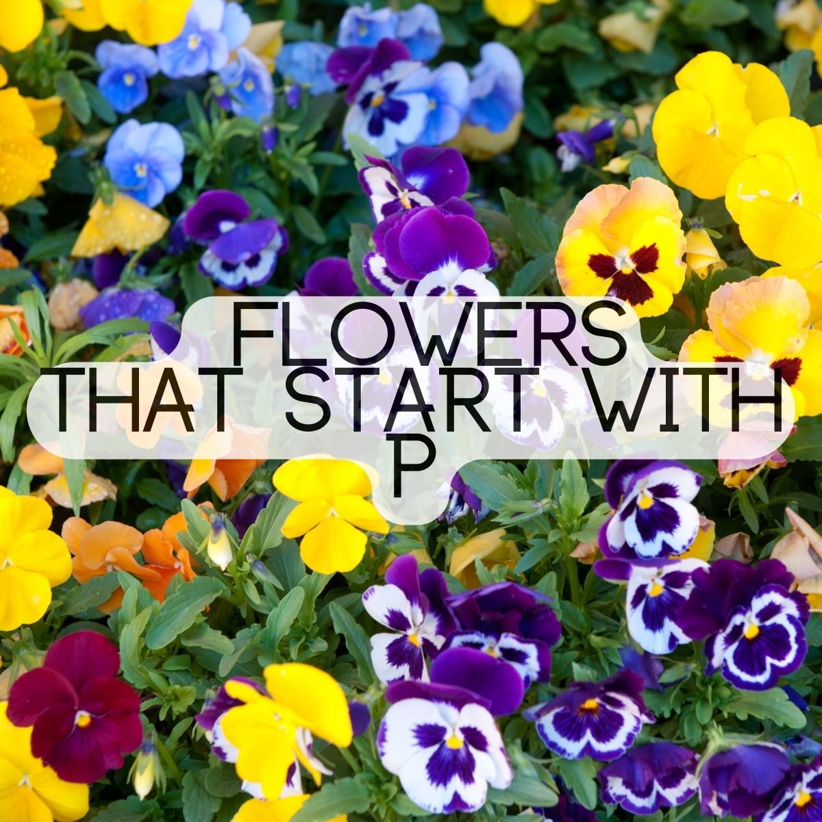 Flowers That Begin With The Letter P