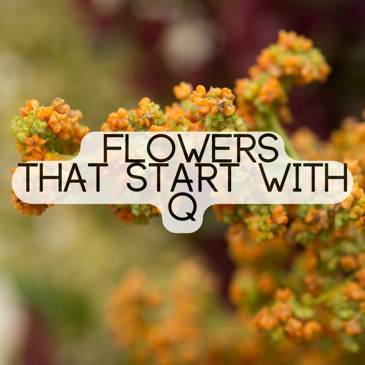 Flowers That Begin With The Letter Q | The Rex Garden