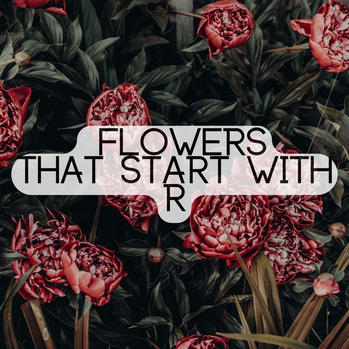 Flowers That Start With The Letter R