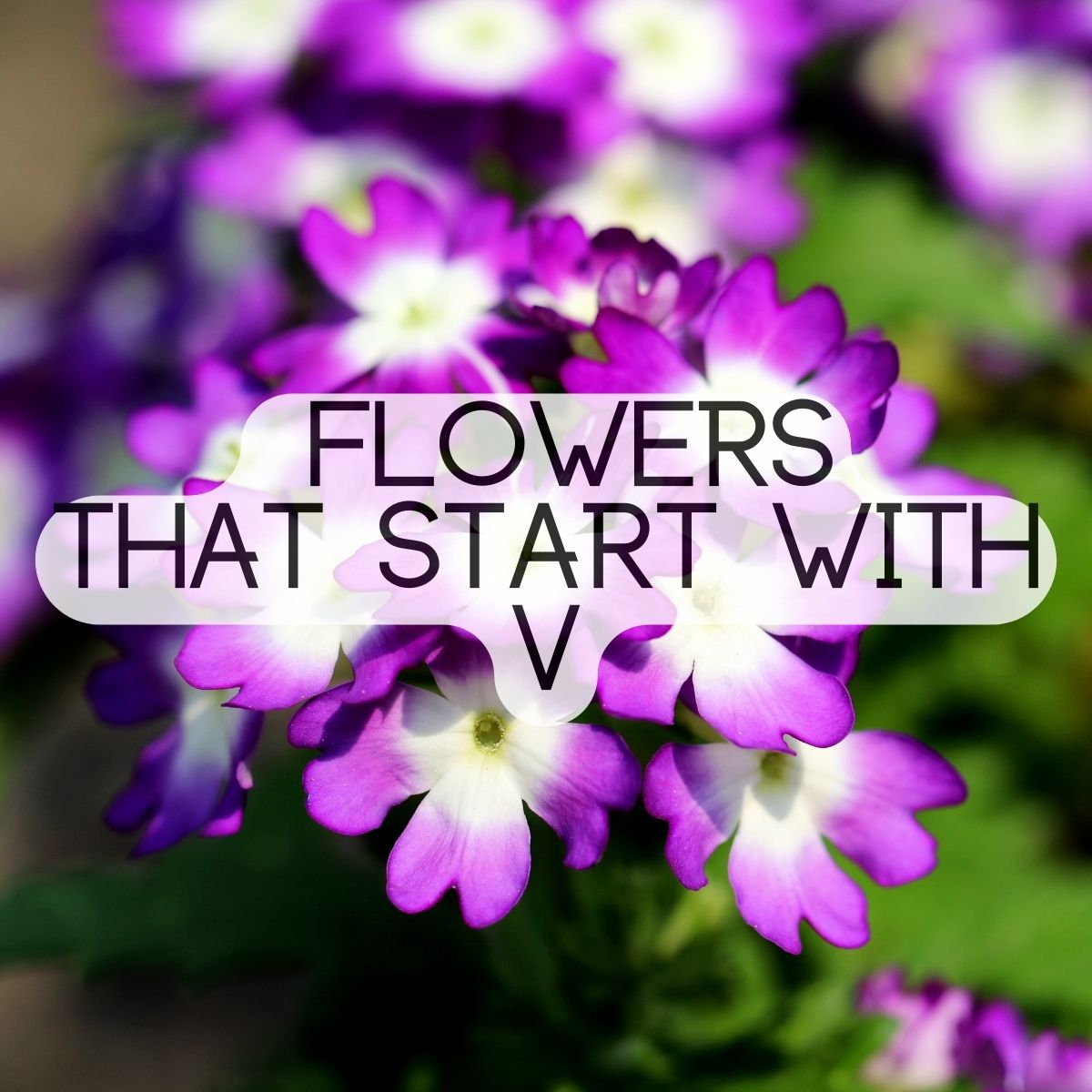 Flowers That Start With The Letter V