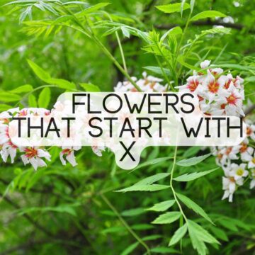 Flowers That Start With The Letter X