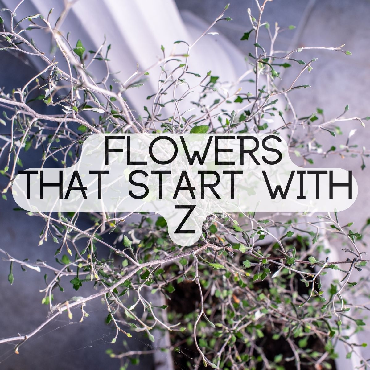 Flowers That Start With The Letter Z
