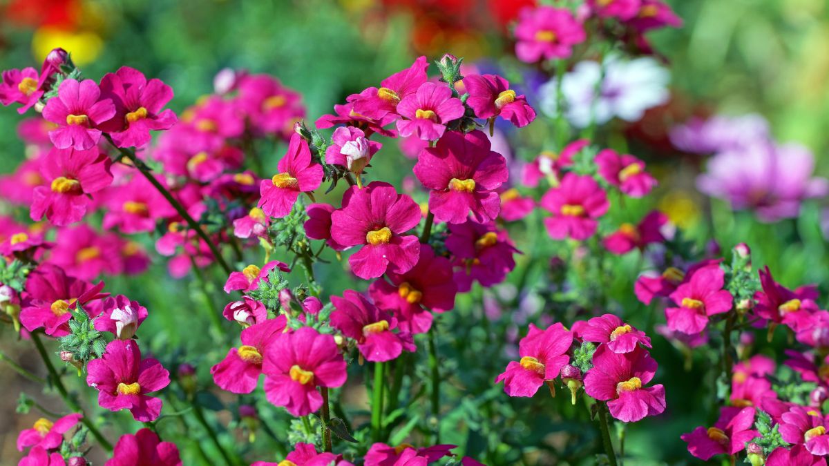 Nemesia