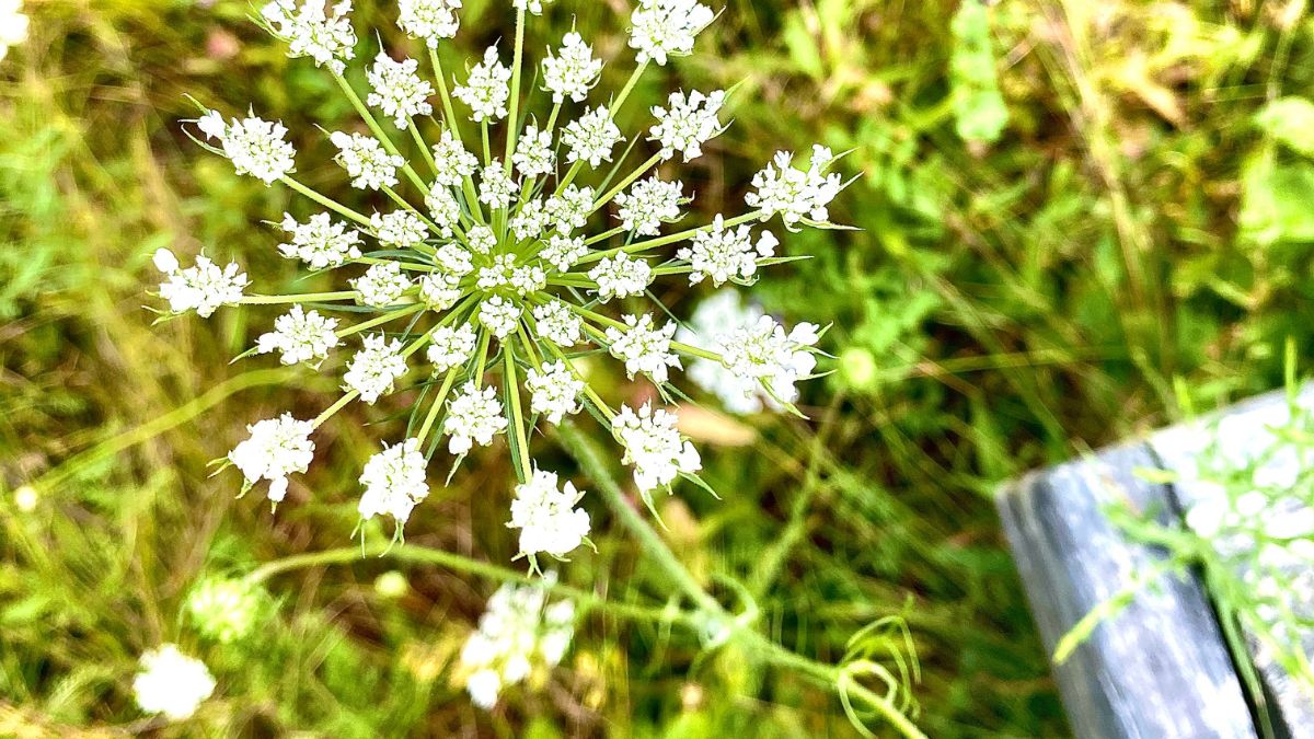 Queen Anne’s Lace