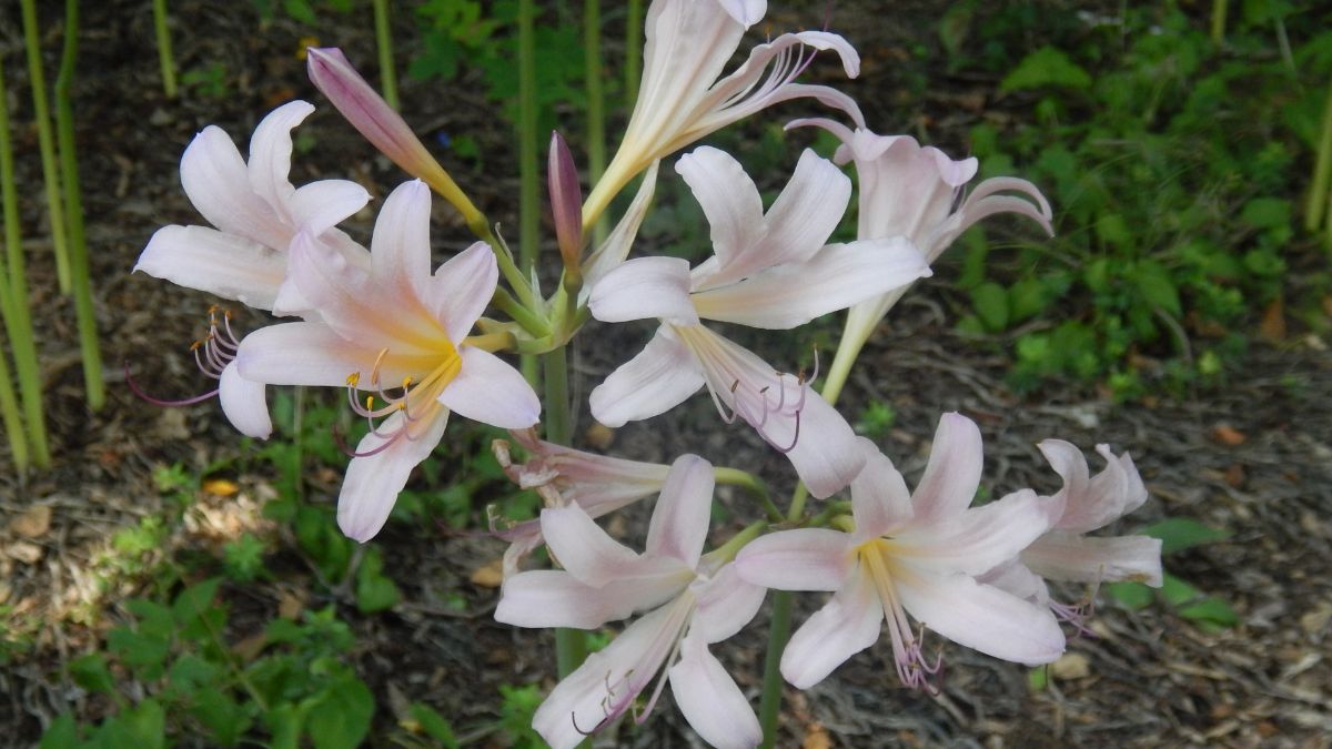 Resurrection Lily