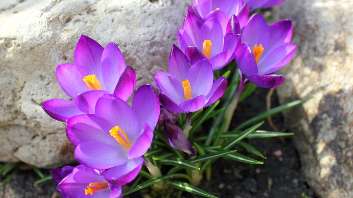 Saffron Crocus