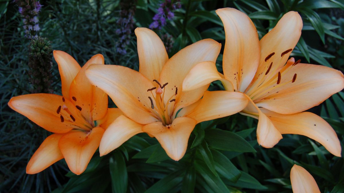 Tiger Lilies