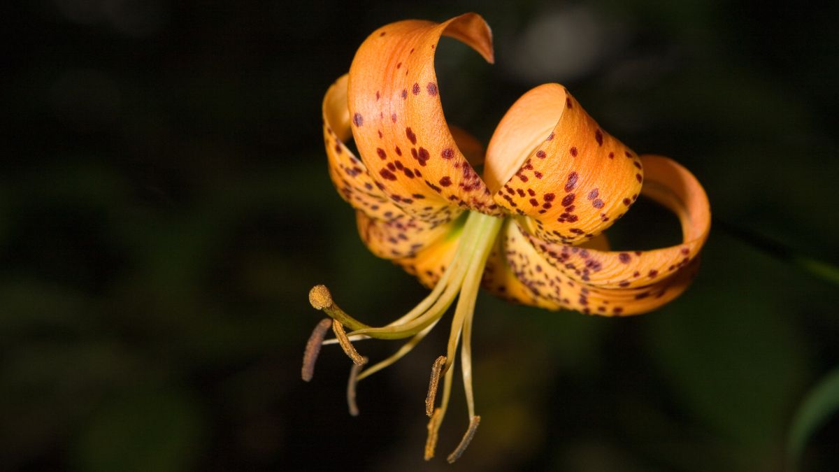 Turk's Cap Lilies