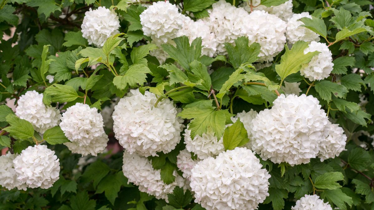 Viburnum