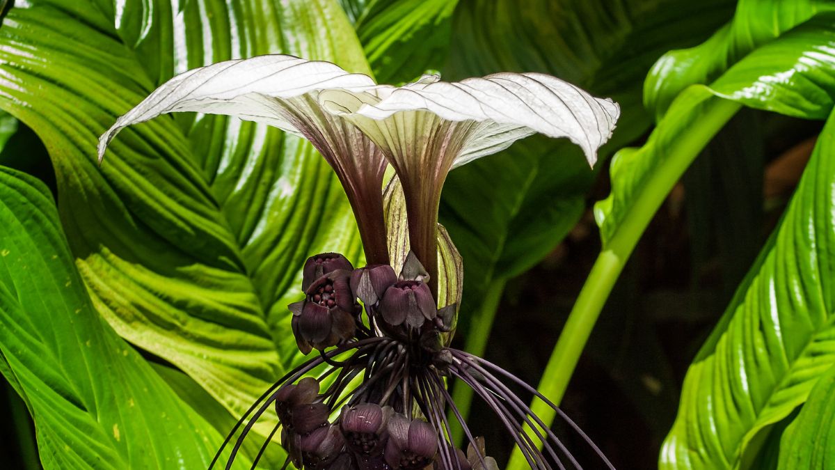 White Bat Flower