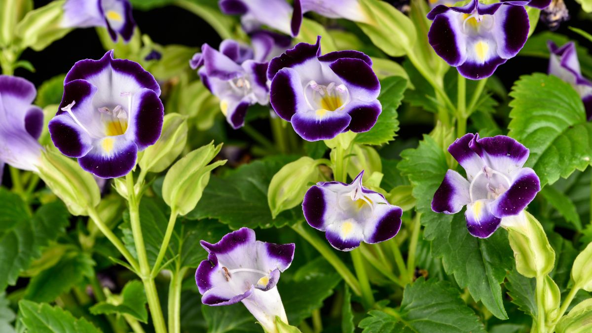 Wishbone Flower