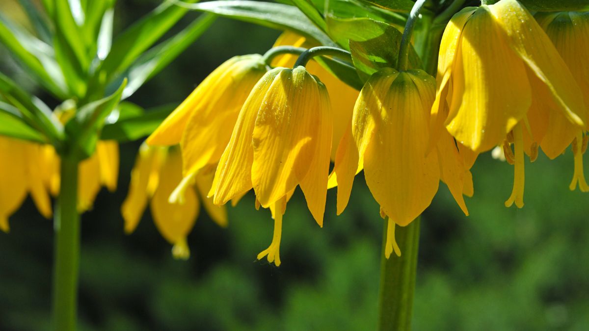 Yellow Fritillary