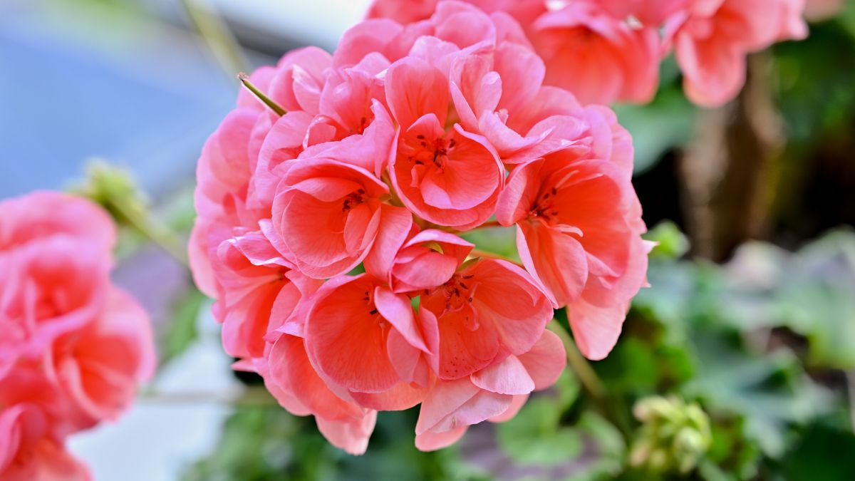 Zonal Geraniums