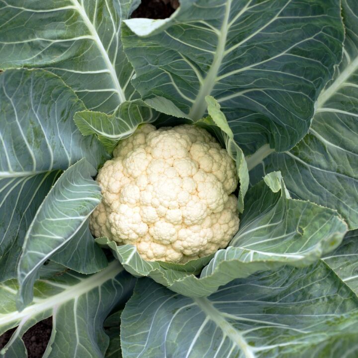 Companion Plants For Cauliflower The Rex Garden