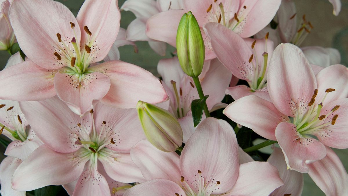 Asiatic Lily