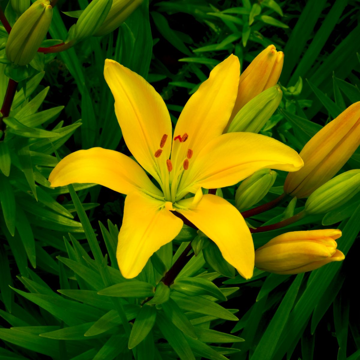 Asiatic Lily