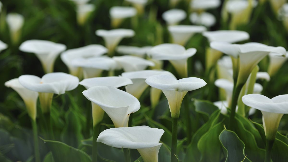 Calla Lilies