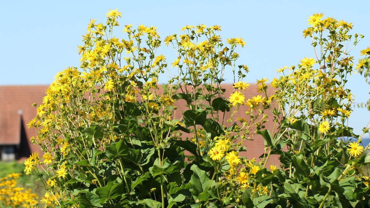 Compass Plant (Silphium laciniatum)