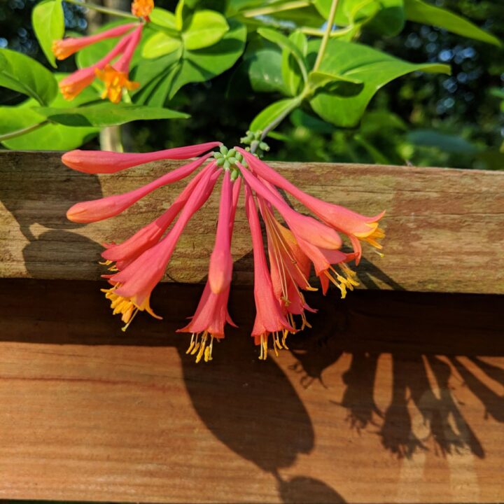 Coral Honeysuckle The Vibrant, Versatile Vine for Every Garden
