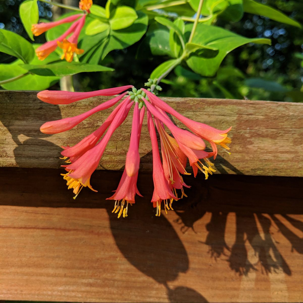 Coral Honeysuckle The Vibrant Versatile Vine For Every Garden   Coral Honeysuckle 