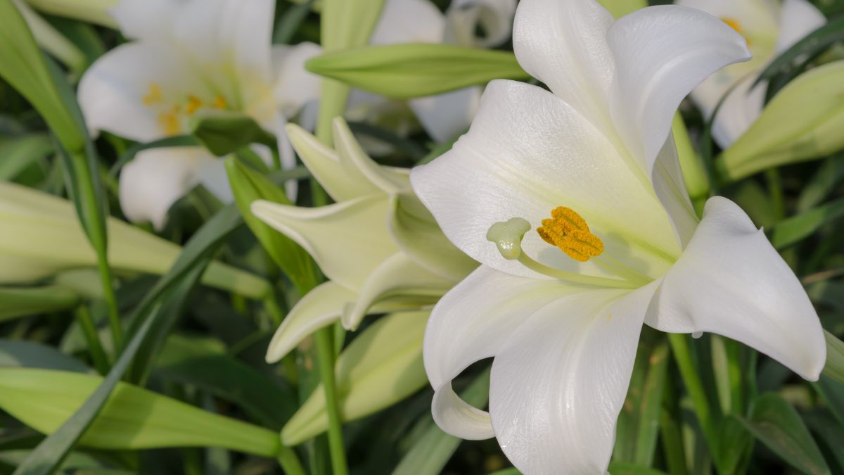 Wide image of White Easter Lilies