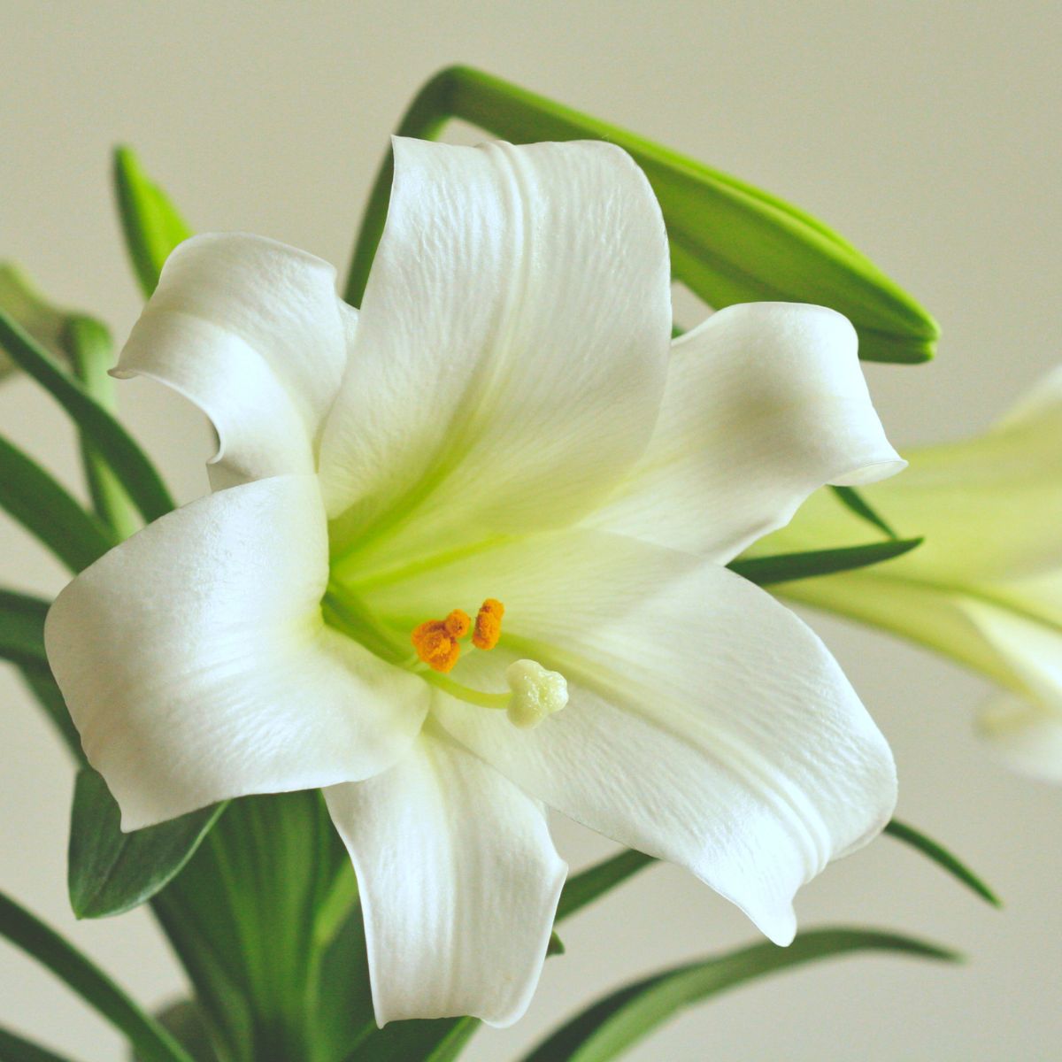 Easter Lilies