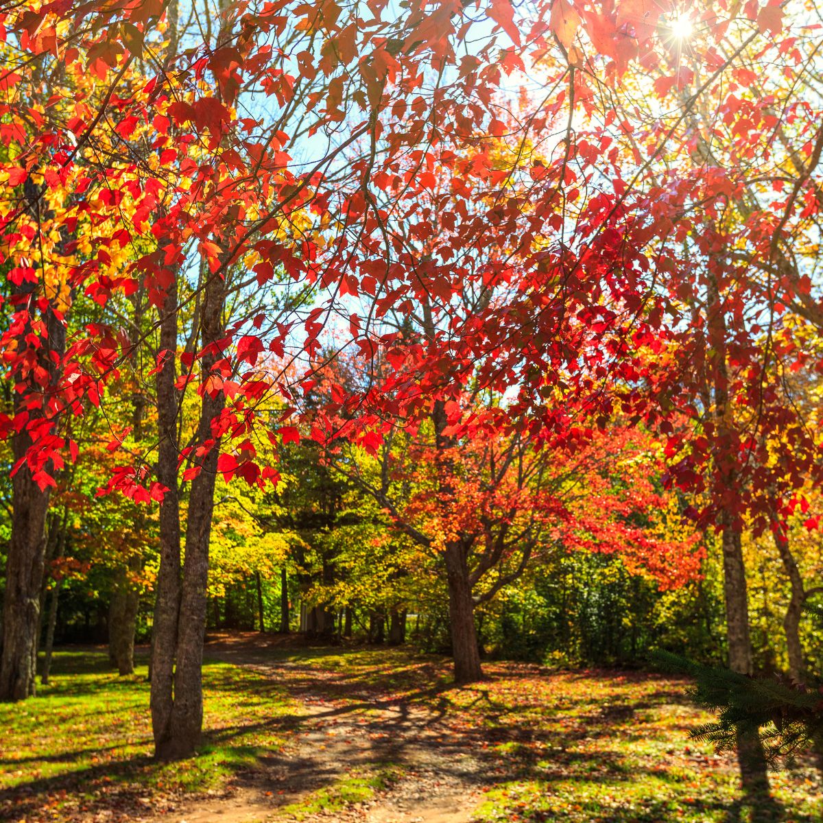 How To Properly Prepare Your Trees For Winter