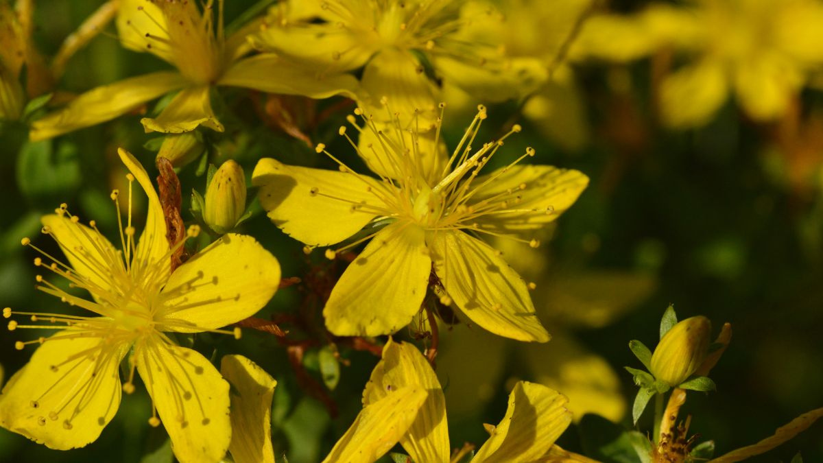 Hypericum