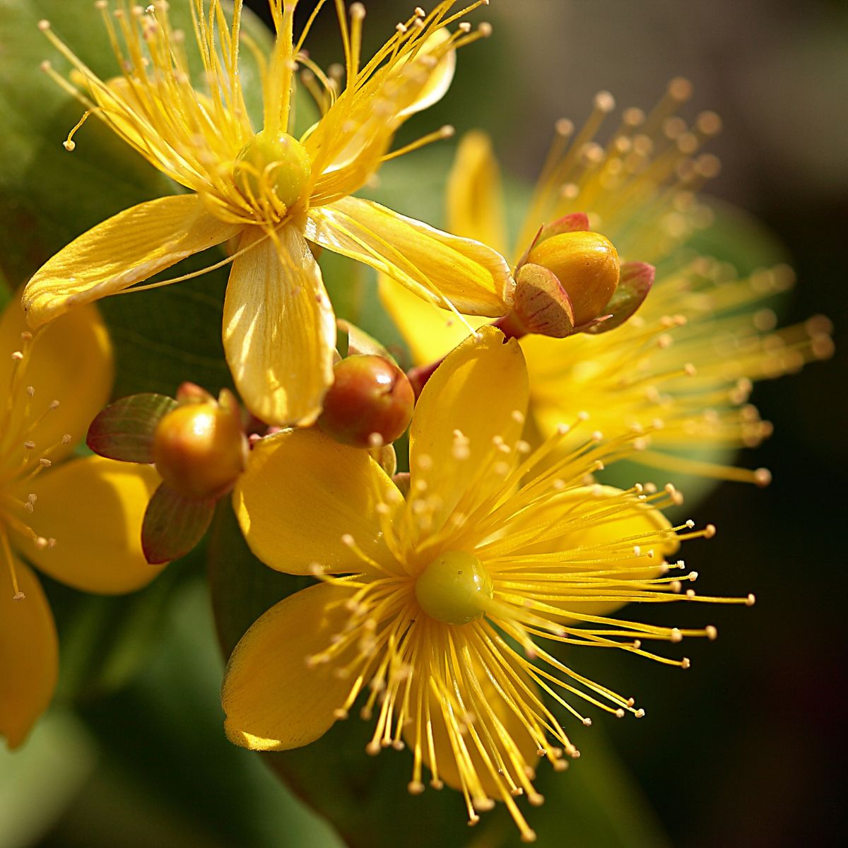 Hypericum