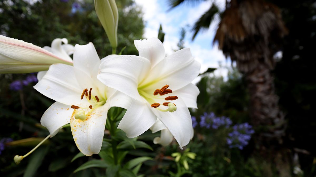 Madonna Lilies