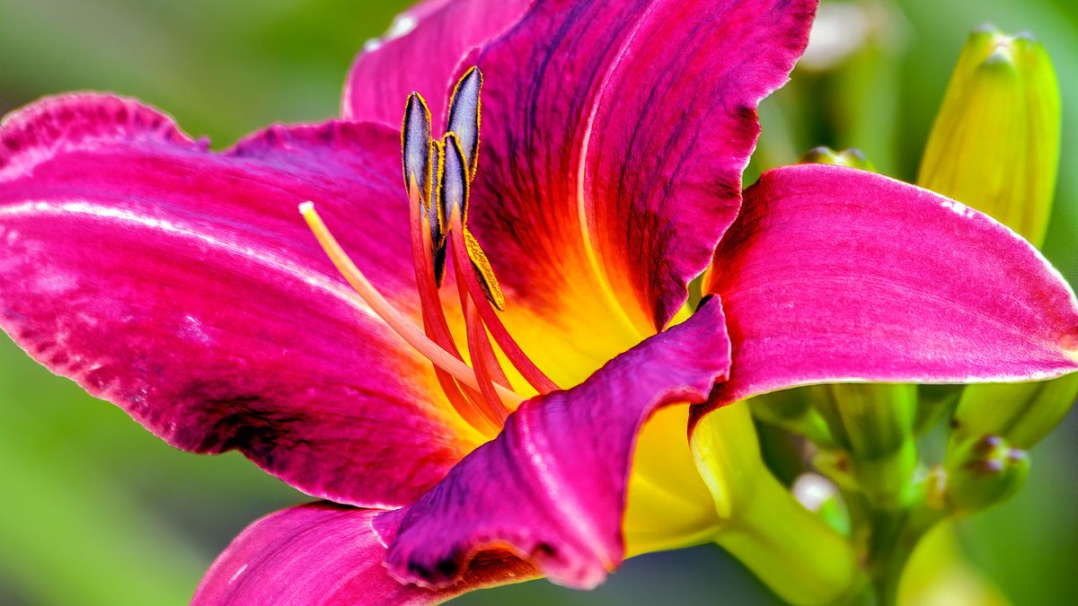 Oriental Lily