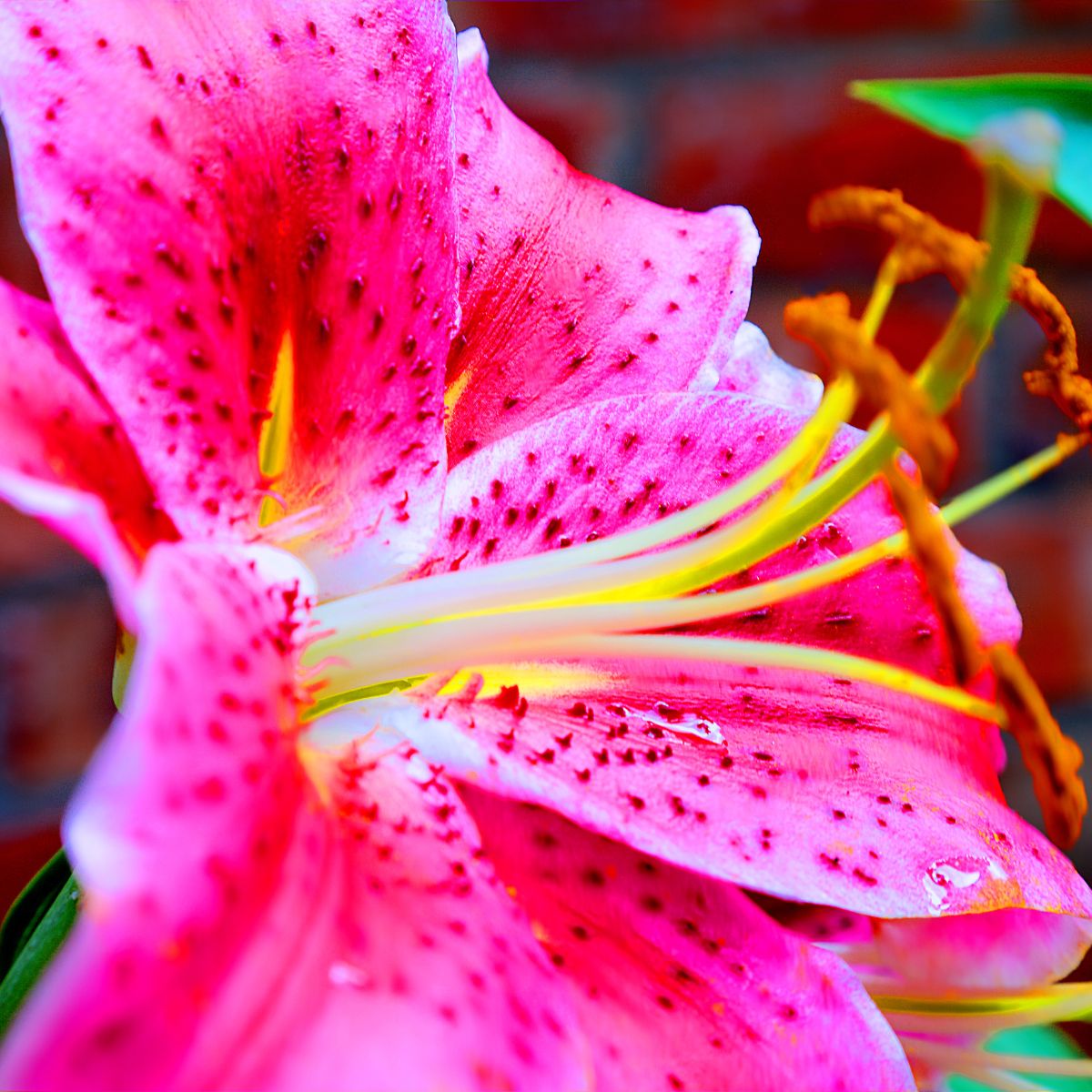 Oriental Lily