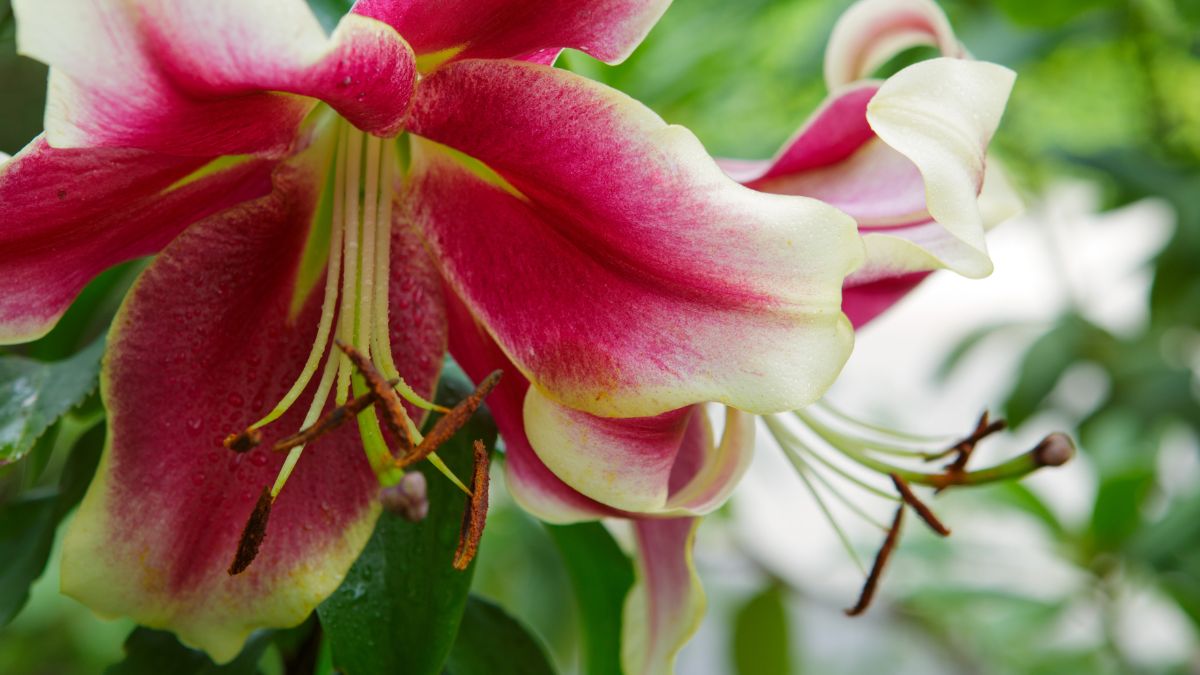 Oriental Trumpet Lilies