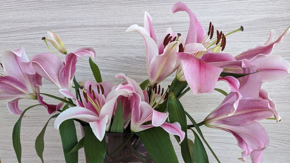 Oriental Trumpet Lilies