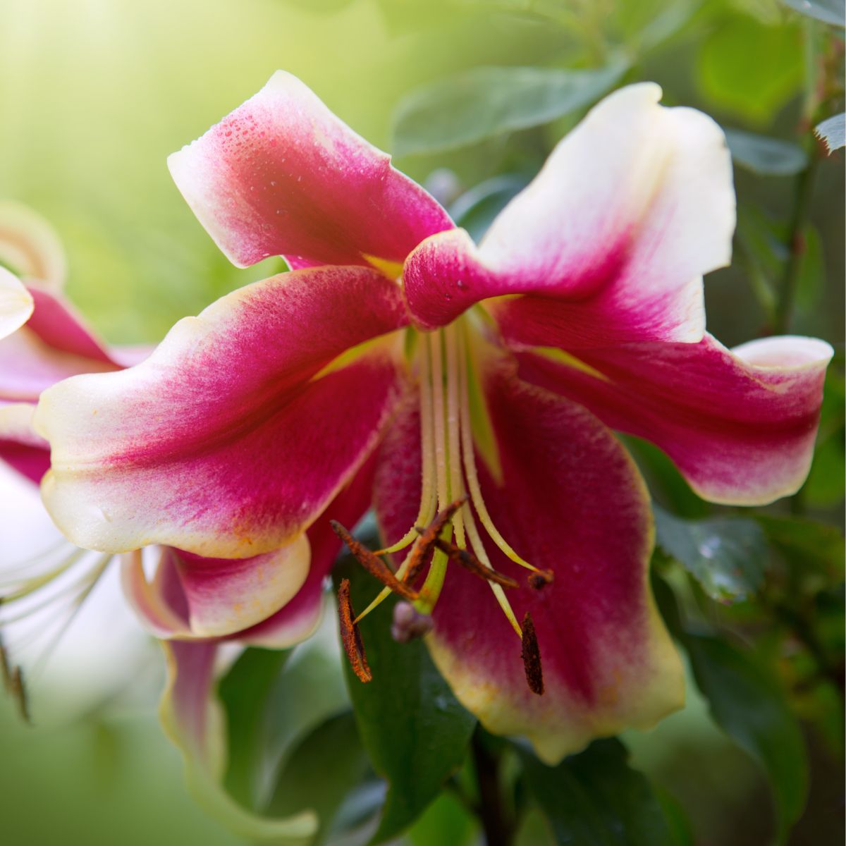 Oriental Trumpet Lilies