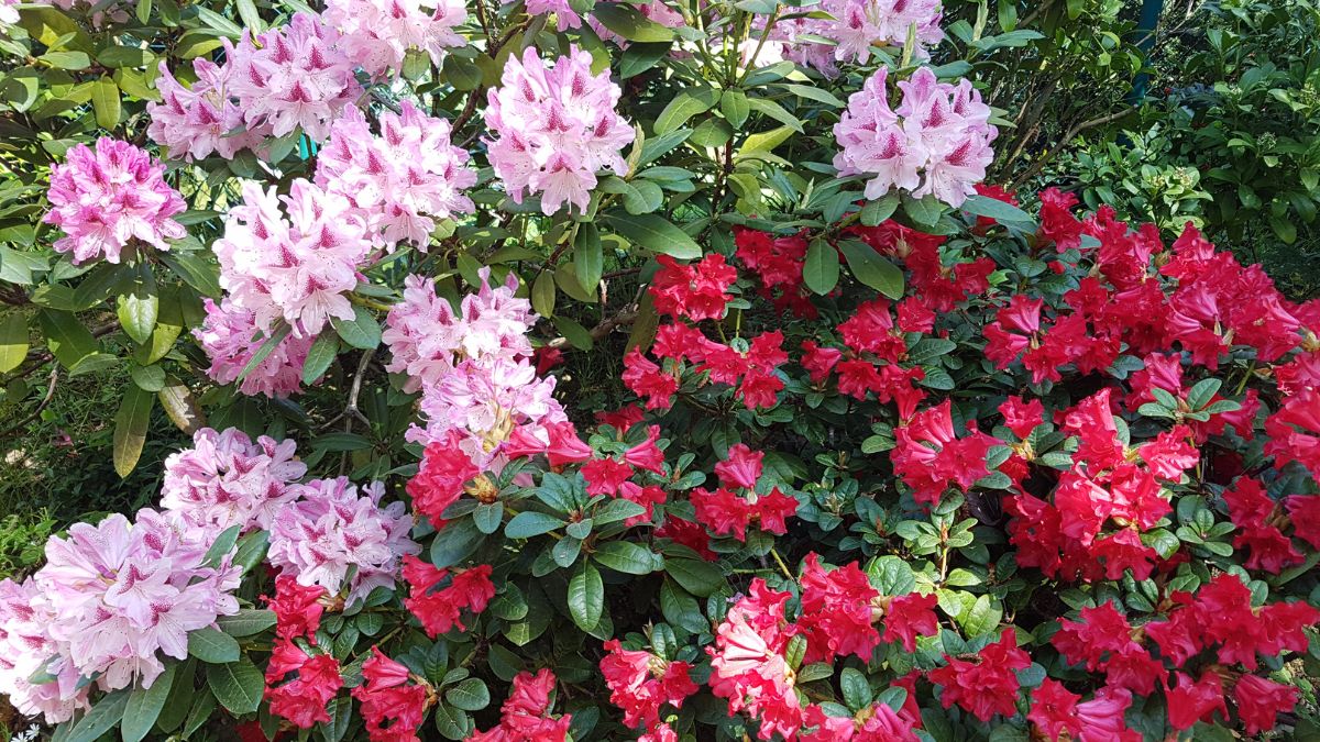 Pacific Rhododendron (Rhododendron macrophyllum)