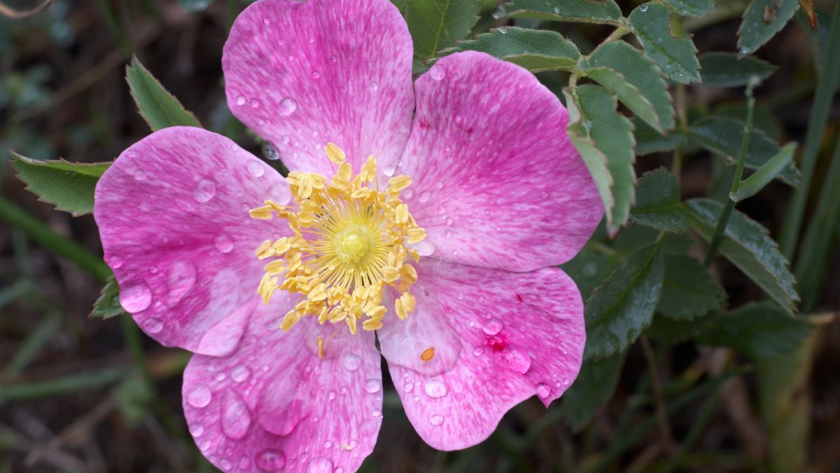 Prairie Rose (Rosa arkansana)