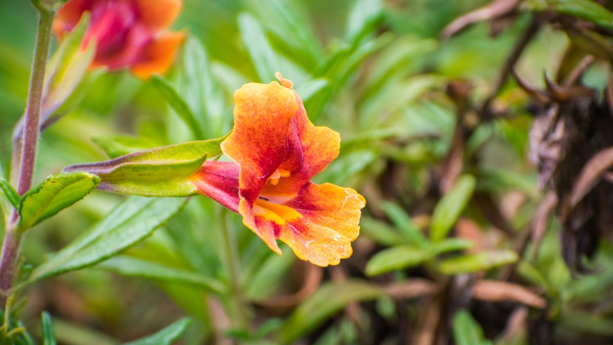 Sticky Monkeyflower (Diplacus aurantiacus)