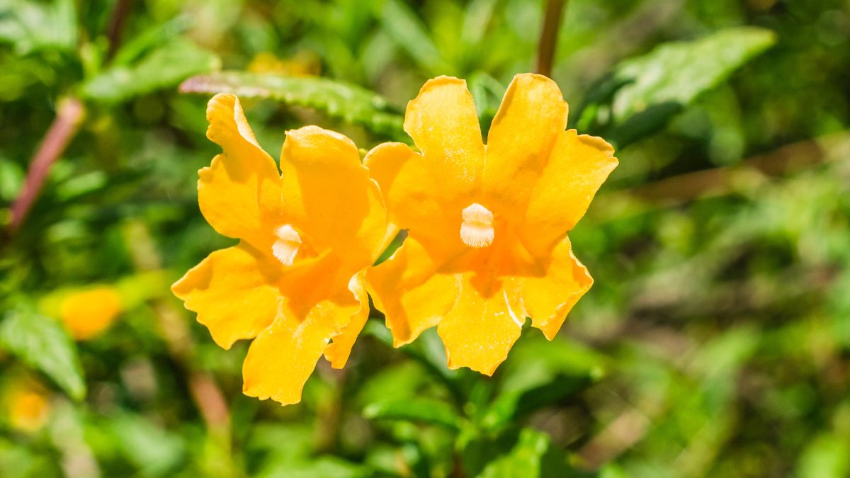 Sticky Monkeyflower (Diplacus aurantiacus)