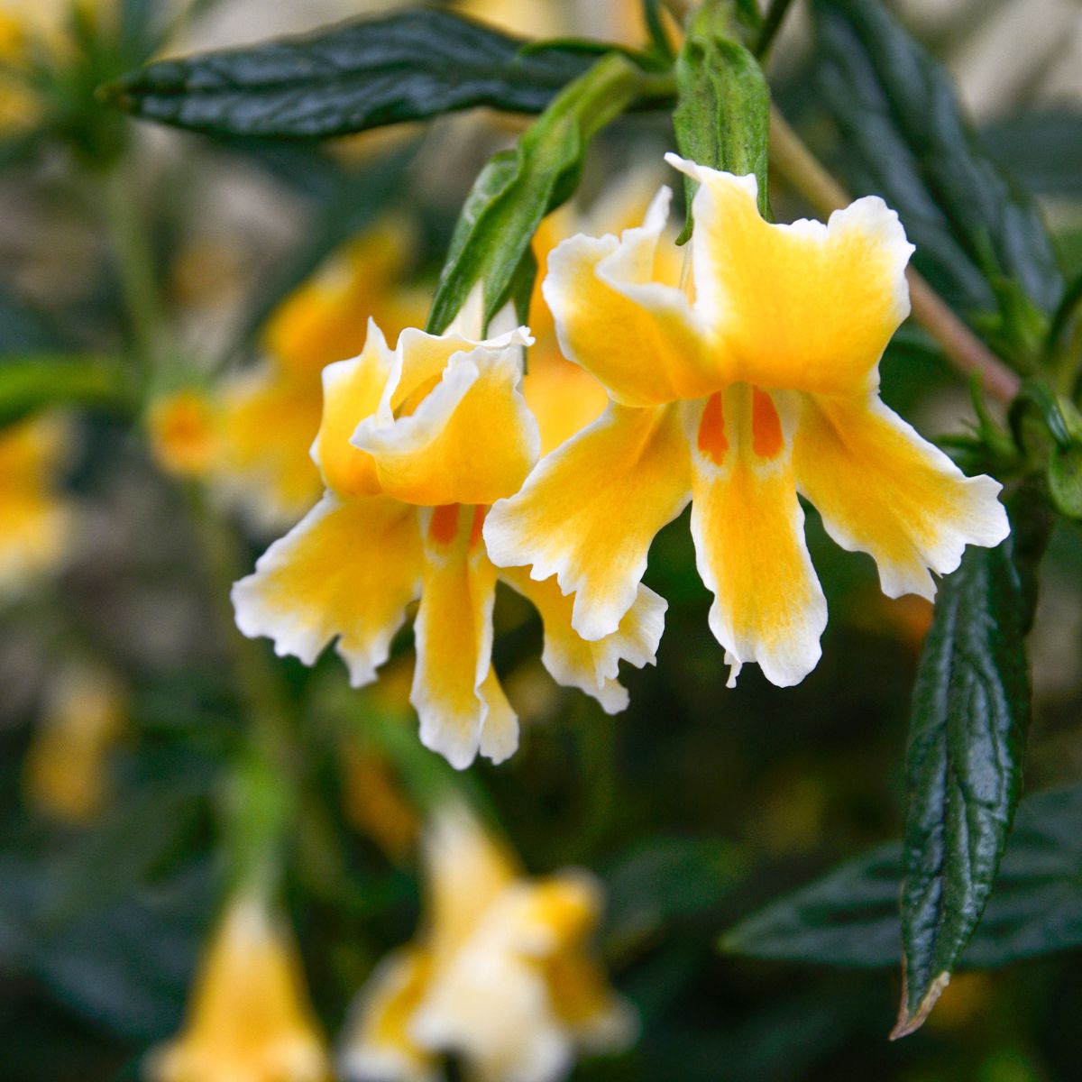 Sticky Monkeyflower