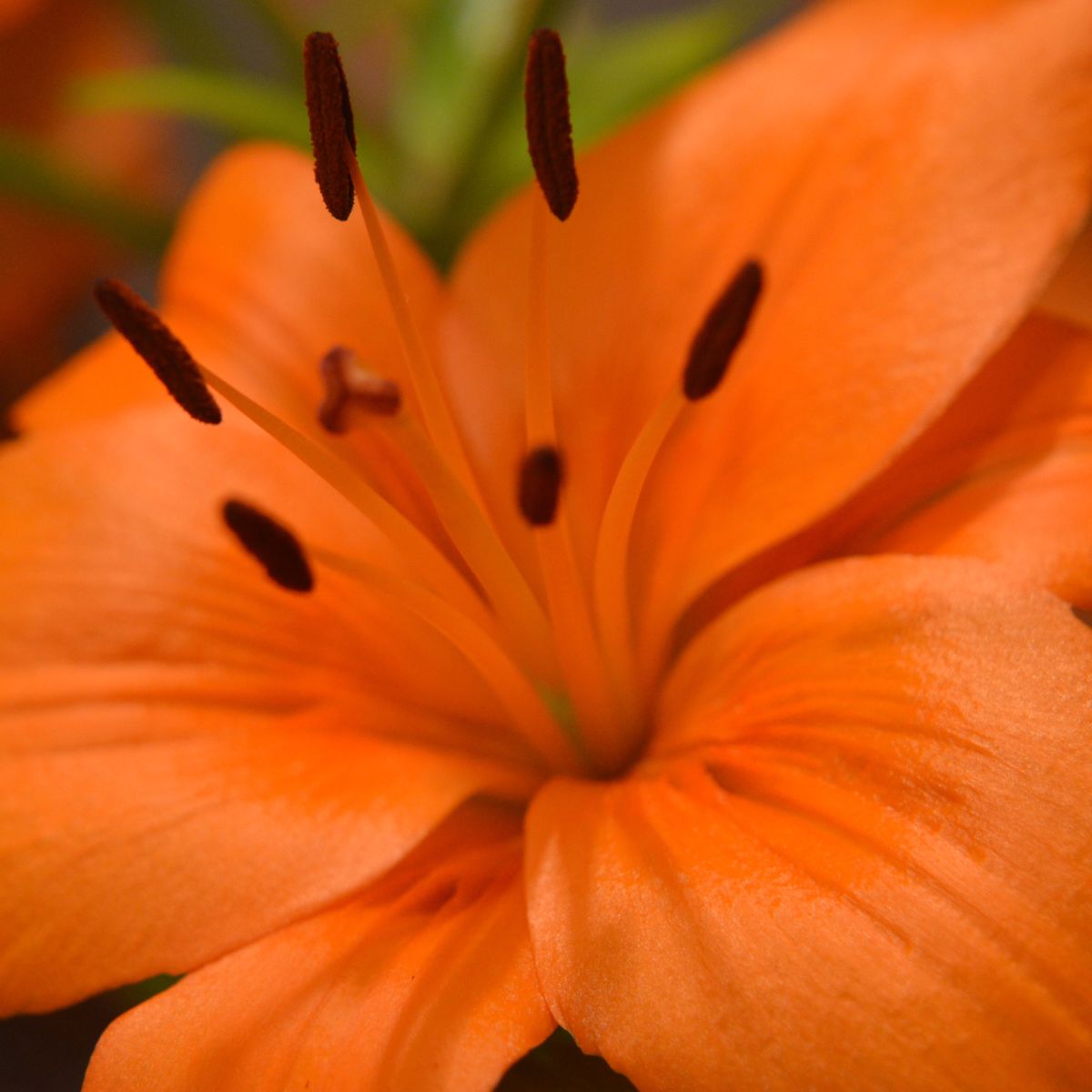 Tiger Lilies A Walk on the Wild Side with these Exotic Blooms