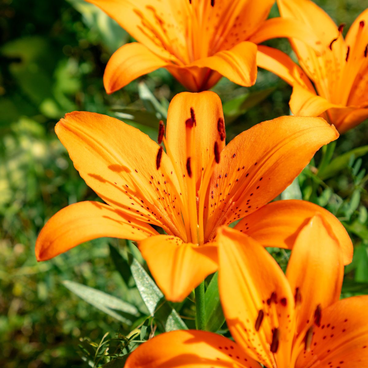 Trumpet Lilies