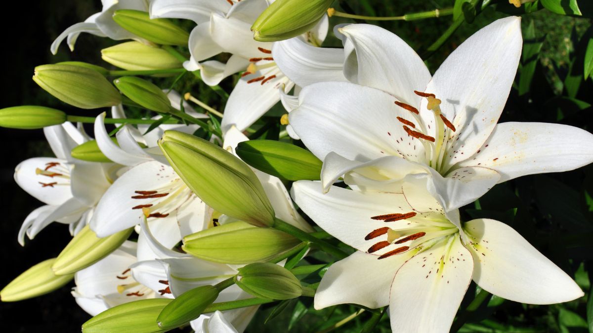 White Easter Lilies