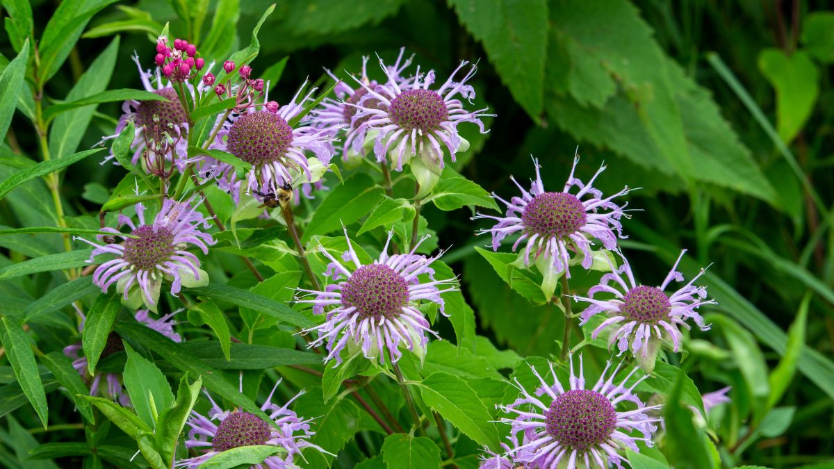 Wild Bergamot (Monarda fistulosa)