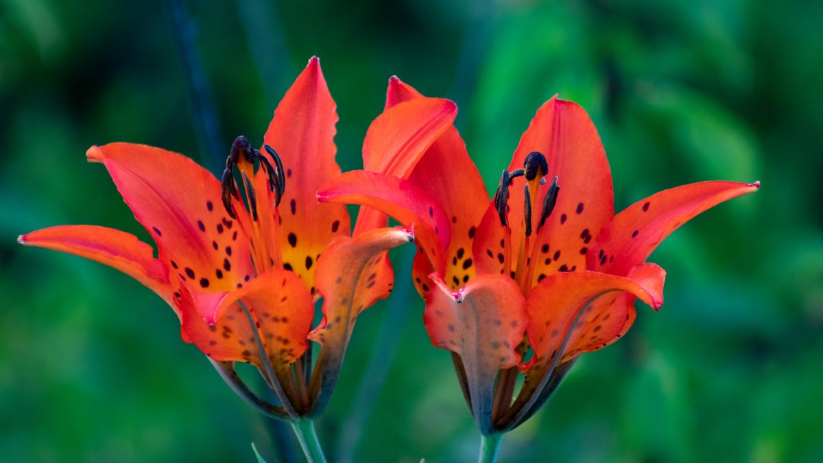 Wood Lilies (Lilium philadelphicum)