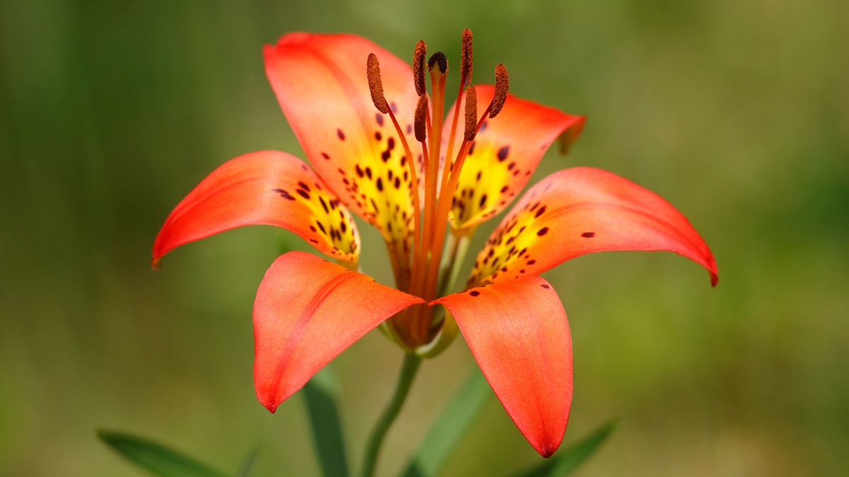 Wood Lilies (Lilium philadelphicum)