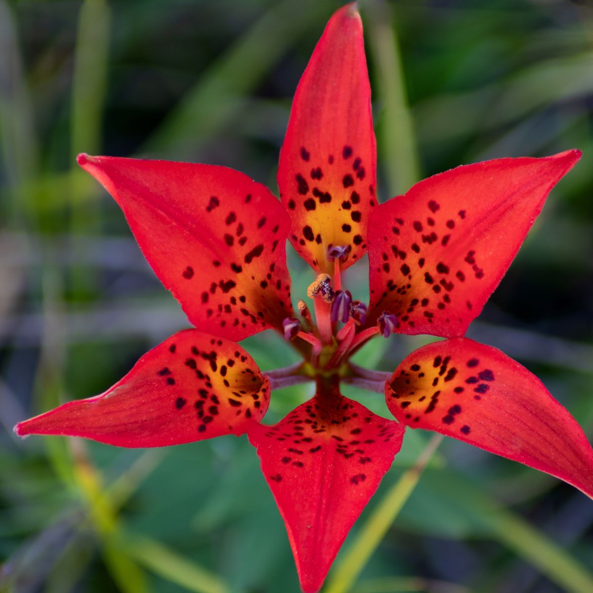 Wood Lilies (Lilium philadelphicum)