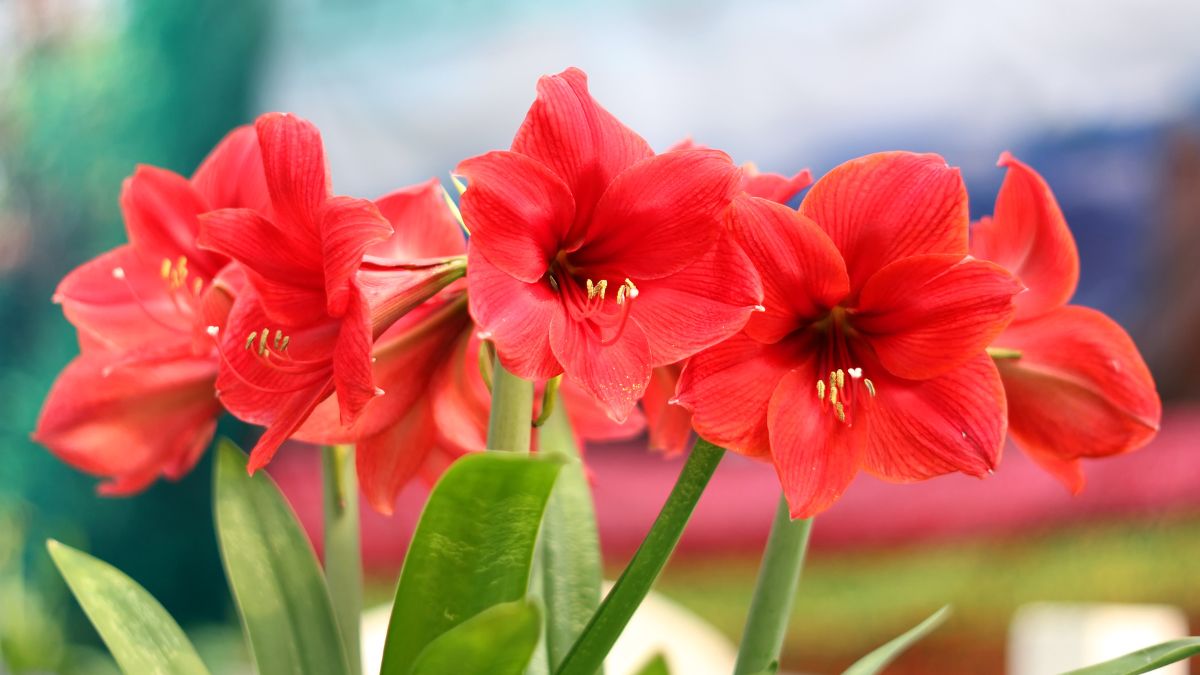 Amaryllis flower