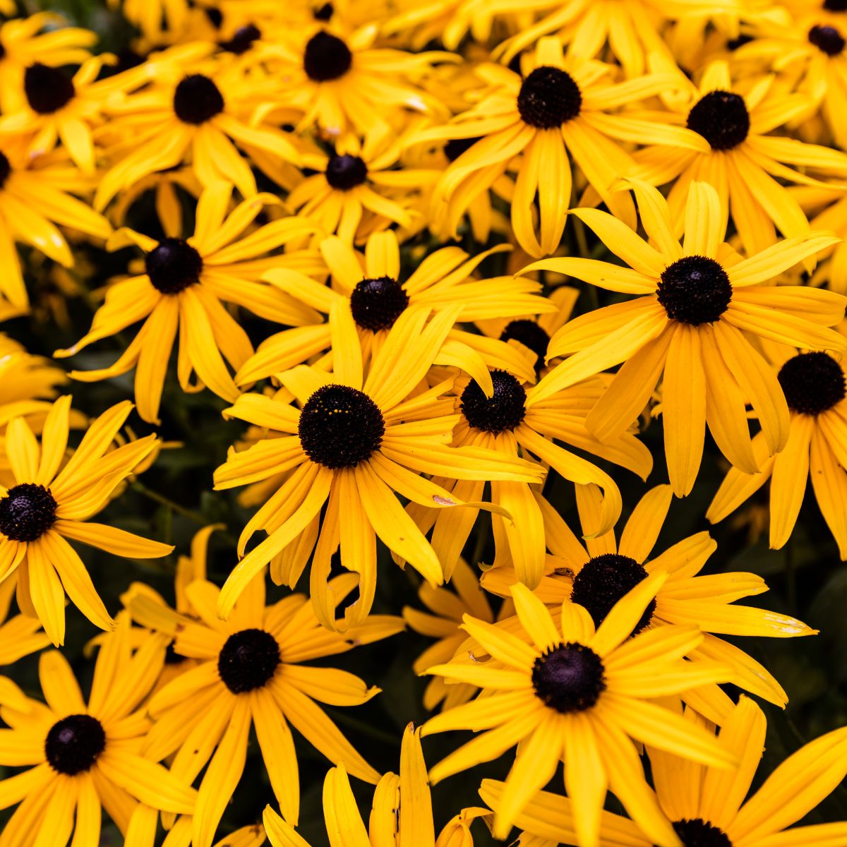 Black-Eyed Susans