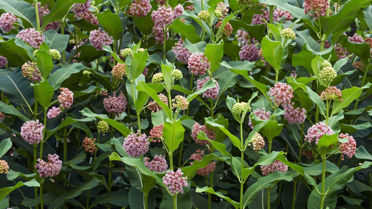 Common Milkweed